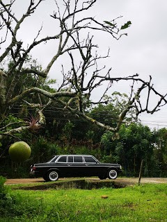 COSTA RICA APPLE TREE. MERCEDES 300D LIMOUSINE SERVICE