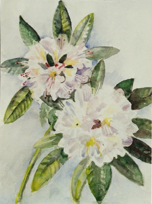 Rhododendron