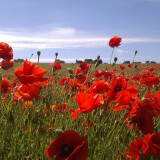 img_1_1724402636866